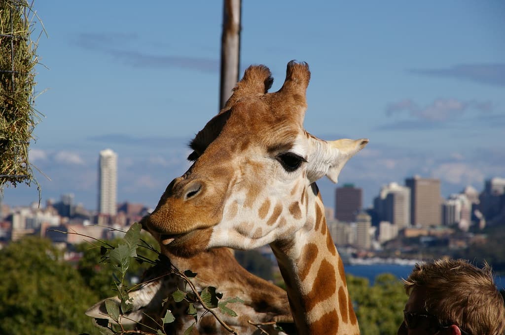 Taronga Zoo Sydney — native wildlife in a stunning harbour hillside setting