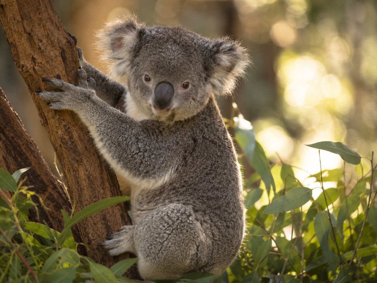 Koala clinging to a eucalyptus branch at Featherdale Wildlife Park in winter morning light