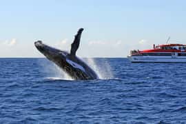 Whale Watching & Wildlife Cruise