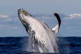 Scenic Whale Watching Cruise - Whales Guaranteed