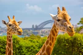 Taronga Zoo Sydney Wild Australia Experience