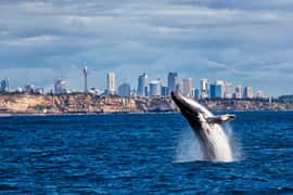 Sydney Whale Watching Cruise with Breakfast or Lunch