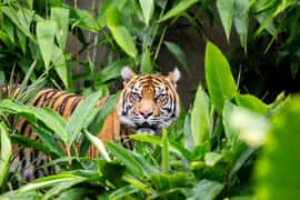 Taronga Zoo Ticket with Return Ferry