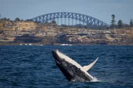 Whale Watching Cruise and Taronga Zoo Package