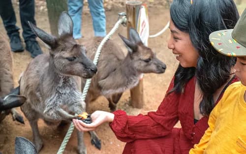 WILD LIFE Sydney Zoo Ticket — native Australian animals including koalas and kangaroos