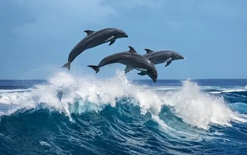 Sydney Port Stephens Full-Day Guided Tour with Dolphin Watching